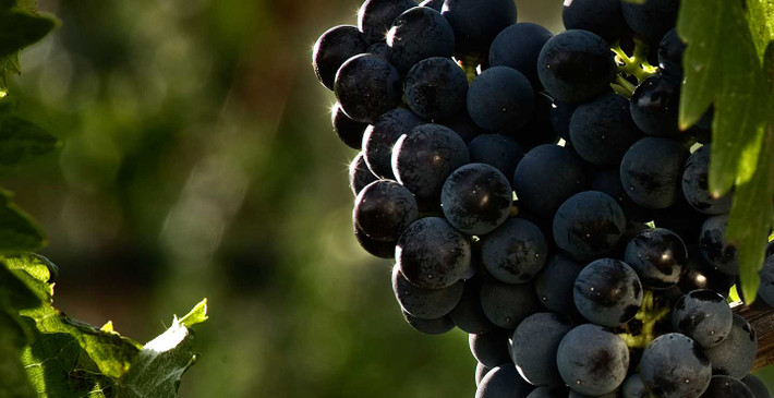 Và trong số 6 loại nho này, Cabernet Sauvignon phổ biến nhất vì hầu như lò vang nào, quốc gia làm vang nào cũng trồng, thậm chí… Việt Nam cũng trồng nho Cabernet Sauvignon ở một số vùng đồi Lâm Đồng.