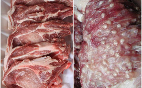 Đặc biệt, cổ lợn chứa nhiều hạch. Chức năng của hạch là lọc bạch huyết và loại bỏ vi khuẩn nên có khả năng nhiều chất độc hại sẽ tích tụ bên trong. Trường hợp lợn bị xung huyết, phù nề, chảy máu, dập, hoại tử và các bệnh khác, hạch sẽ chứa nhiều vi khuẩn, vi sinh vật gây bệnh. Ảnh minh họa.