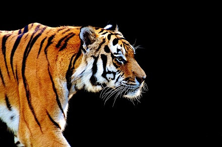Tuổi Dần có một ngày làm việc khá nhàn hạ, nỗ lực bao ngày qua giúp bạn có bước phát triển vượt bậc. Con giáp đề phòng bị trộm cắp tài sản.