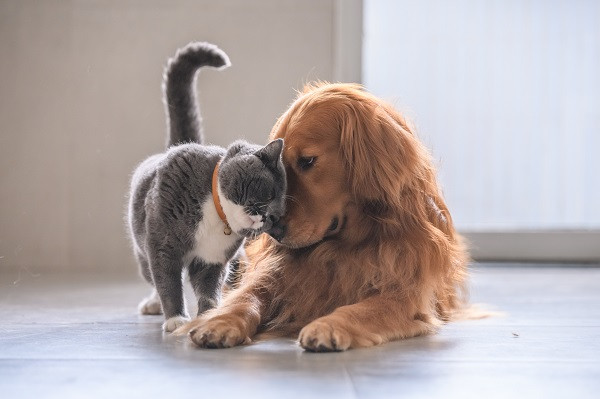 Trong việc đầu tư, con giáp làm đâu trúng đó. Tuổi Tuất hãy nắm bắt cơ hội và chăm chỉ làm việc, sẽ khiến thực lực của bản thân lên một tầm cao hơn, vừa có tài vừa có tiền. (*Thông tin chỉ mang tính chất chiêm nghiệm, trắc nghiệm vui).