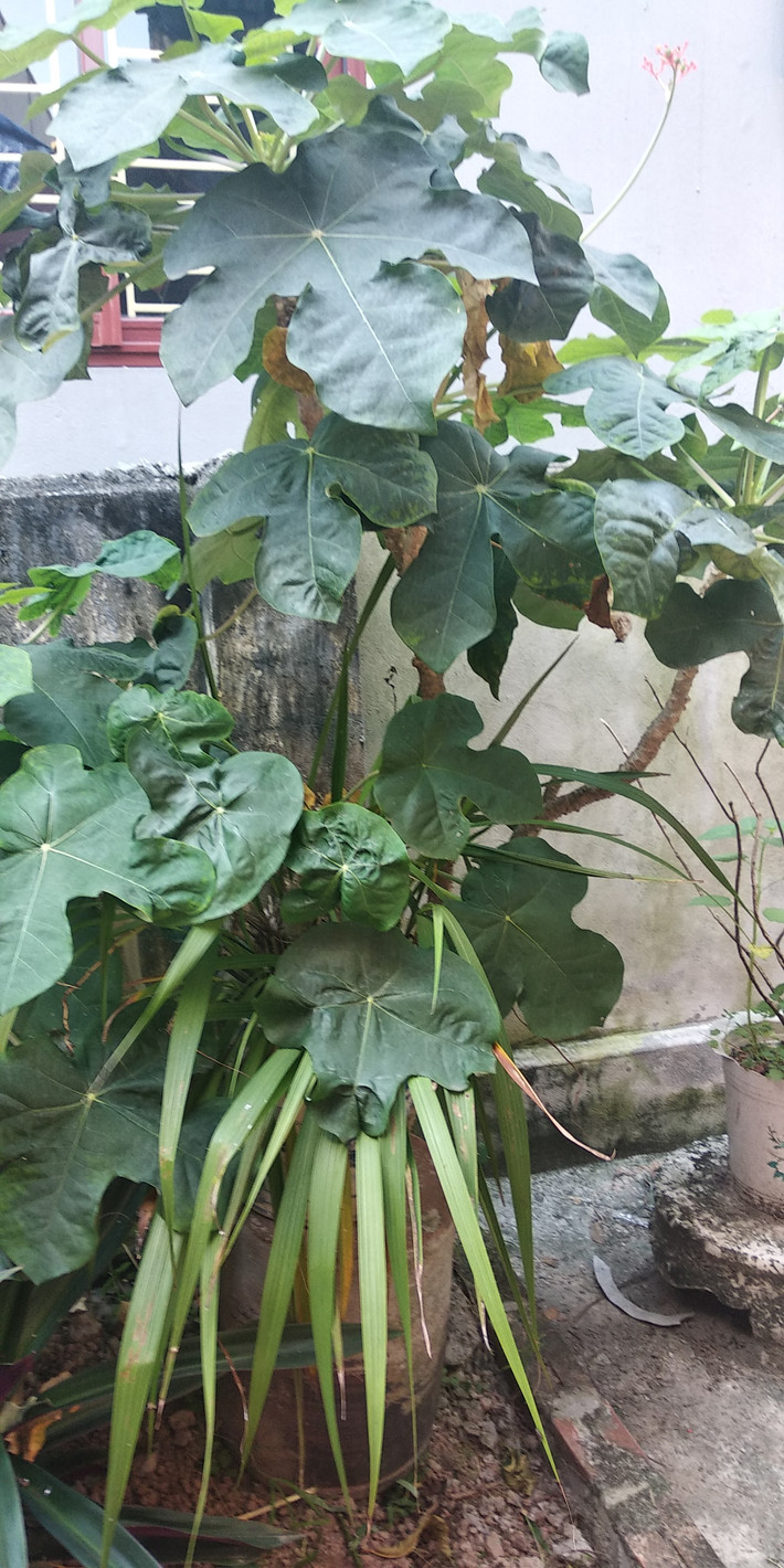 Cây ngô đồng được nguyên Tổng bí thư Đỗ Mười trồng cách đây ít năm giờ đã xanh tốt bên hiên nhà.