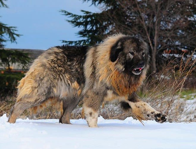 Chó chăn cừu Caucasian Ovcharka (hay Kavkazskaya Ovcharka)có thể phát triển rất to lớn, nặng tối thiểu 50kg, và một con chó đực trưởng thành có tuổi thọ trung bình từ 10-12 năm