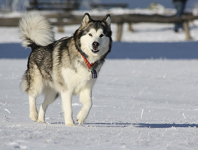 Dù có bề ngoài khá “dễ thương” nhưng chó Malamute từ Alaska lạnh lẽo là một trong số những giống chó rất khỏe mạnh và hung hãn