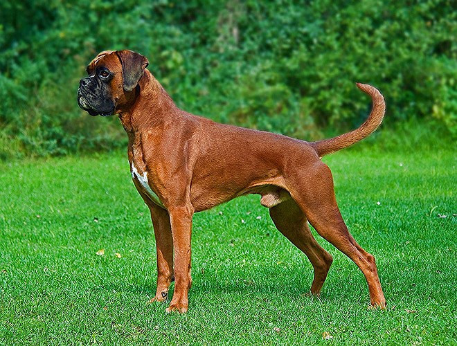 Boxer là giống chó săn và thường được nuôi để canh nhà hoặc chọi chó. Chúng có hàm khỏe và cú cắn không khác gì gọng kìm