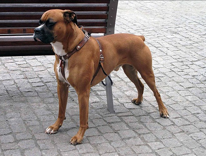 Boxer là giống chó săn và thường được nuôi để canh nhà hoặc chọi chó. Chúng có hàm khỏe và cú cắn không khác gì gọng kìm. Boxer có tính cách hung bạo và sẵn sàng tấn công theo yêu cầu của chủ nhân.
