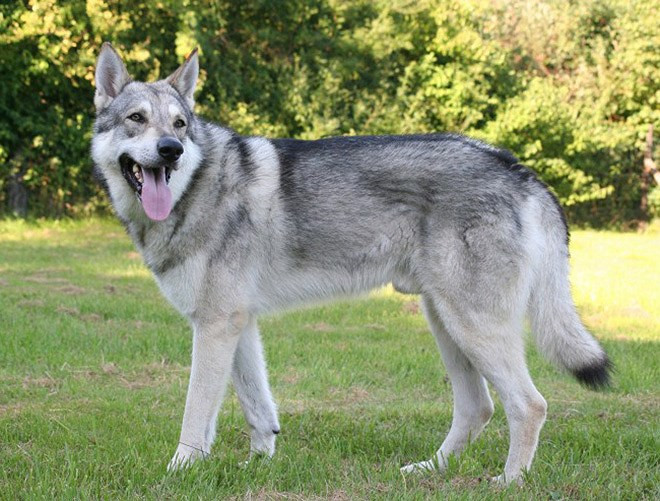 Wolfdog là sự lai tạo của chó nhà thuần chủng và chó sói hoang dã. Những con thú này có bản năng bảo vệ và có thể rất hoang dã với những hành vi không thể lường trước