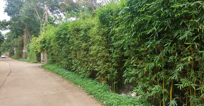 Xung quanh khu đất xây biệt thư nhà vườn được ca sỹ Mỹ Linh xây tường bao bên trong và trang trí bên ngoài bằng lớp trúc cảnh khá ấn tượng.