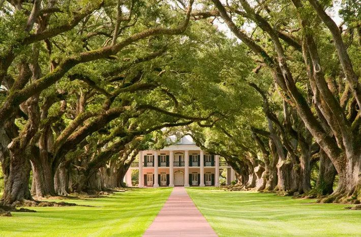 Đồn điền Oak Alley ở Vacherie, Louisiana, được coi là căn nhà lịch sử đẹp nhất ở Mỹ. Đồn điền trồng mía Oak Alley Plantation được nhiều người biết đến bởi vẻ đẹp của hàng cây sồi đại thụ được trồng từ thế kỷ 18.