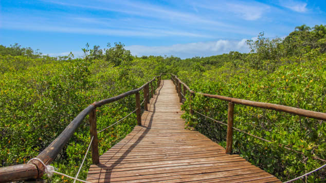 Đảo Ilha do Cardoso ở Brazil là một trong những nơi hoang sơ nhất thế giới. Ở đây không có ô tô, thậm chí không có xe bus đưa đón học sinh, thay vào đó học sinh đến trường bằng thuyền. Điện ở đây được tạo ra từ các tấm năng lượng mặt trời và cứ tới 22h30 tối là máy phát điện ngừng chạy. (Nguồn ảnh: CNN)