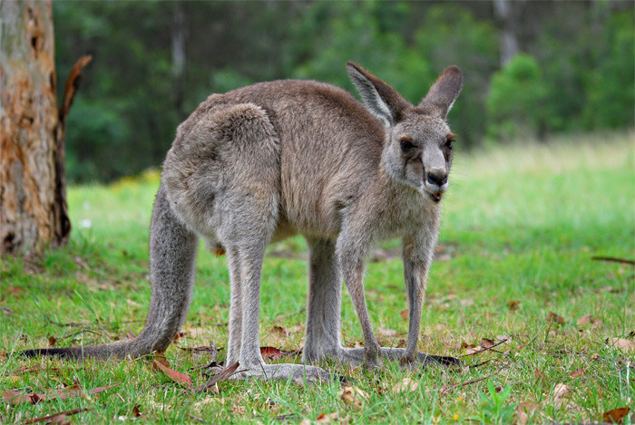 Một tù nhân tên George “Billy” Hunt đã cải trang thành một con Kangaroo để trốn khỏi nhà tù ở Australia. George đã bị phát hiện khi một số lính gác định bắt anh ta làm thịt ăn vì tưởng là Kangaroo thật.