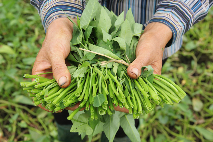 Rau muống: Không nên mua những bó rau có cọng to hơn bình thường, rau giòn, lá màu xanh đen, nhìn từ xa mặt trên của lá rau rất bóng và mướt, vì rau này dùng quá nhiều đạm hoặc phân bón lá. Khi luộc rau, nước luộc khi nóng có màu xanh nhạt, khi nguội nước biến thành màu xanh đen và có vẩn kết tủa đen. Những loại rau này khi ăn xong, nếu tinh ý ta nhận thấy có vị chát.
