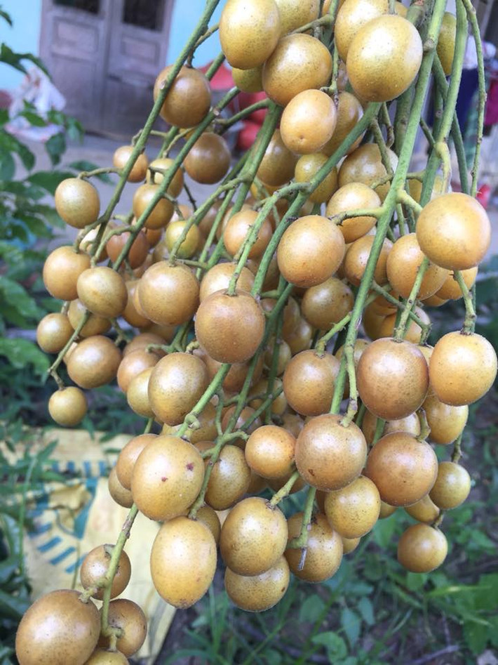 Nhiều người còn dùng lá hồng bì nấu nước gội đầu thường xuyên có tác dụng làm sạch da đầu, trị gàu và trơn tóc. Ảnh: caygiongdaihocnongnghiep.