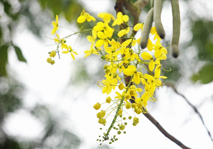 Vẻ đẹp của muồng hoàng yến giúp khung cảnh hồ Tây thêm đẹp và thơ mộng.