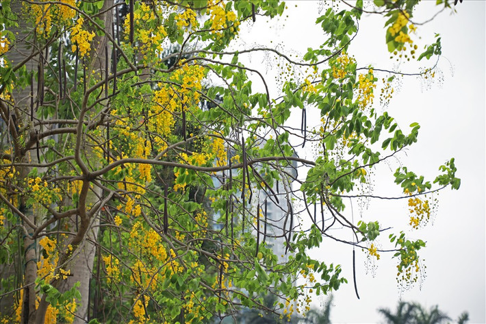 Muồng hoàng yến còn có tên là muồng hoàng hậu, hoa lồng đèn, bọ cạp nước, Osaka,... Đây cũng là quốc hoa của Thái Lan với tên gọi “dok khuen”, tượng trưng cho màu sắc hoàng gia Thái Lan.