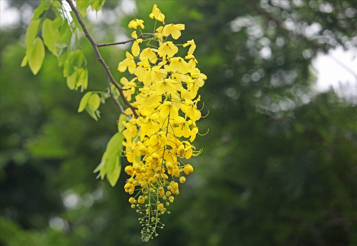 Cánh hoa mỏng, hình bầu dục, mặt ngoài mịn, mượt với màu vàng khá rực rỡ.