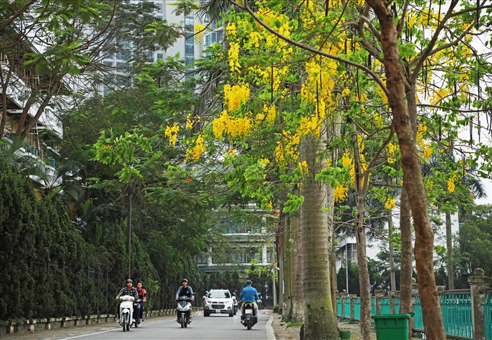 Muồng hoàng yến thuộc cây thân gỗ hoa đẹp có mùi thơm nên được lựa chọn trồng làm cây bóng mát, cũng như làm đẹp cảnh quan tại các đường phố, khu đô thị.