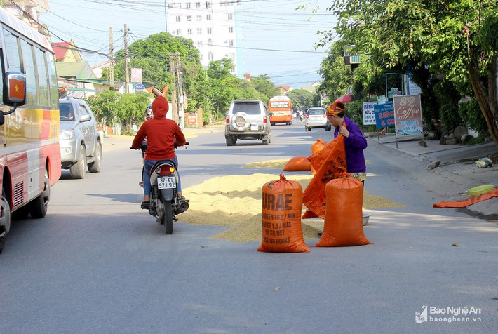 Ông Nguyễn Phúc Trang - Phó Chủ tịch UBND phường Hưng Dũng cho biết: Quan điểm nhất quán của phường là không cho phép bà con phơi lúa trên đường phố. Đối với những hộ lấn chiếm lòng lề đường, vỉa hè phơi lúa, trước mắt chúng tôi sẽ có hình thức nhắc nhở kịp thời. Ảnh: Q.A