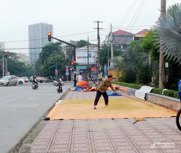 Vỉa hè tại ngã tư đường Nguyễn Phong Sắc giao với đường Nguyễn Duy Trinh cũng bị người dân chiếm làm nơi phơi lúa. Ảnh: Q.A