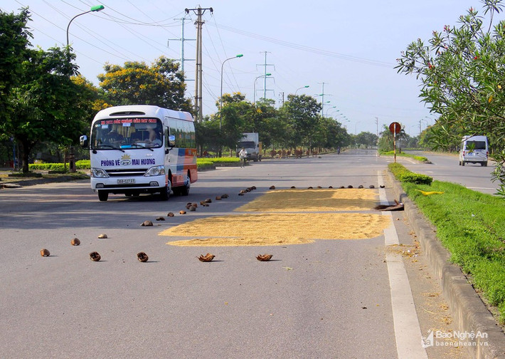 Tuyến đê - đường du lịch ven sông Lam ở xã Hưng Hòa (TP. Vinh) cũng không ngoại lệ, người dân ngang nhiên phơi lúa chiếm nửa lối đi. Ảnh: Q.A