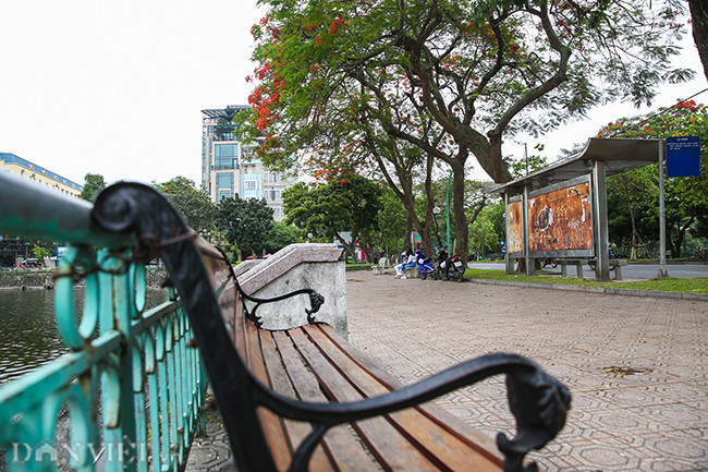 Hoa phượng là loài hoa của tuổi học trò, khi trưởng thành và dù có đi xa mái trường thân yêu, nhưng khi nhìn những chùm hoa phượng vĩ đỏ rực cả góc trời làm cho lòng ta thêm nao nao.