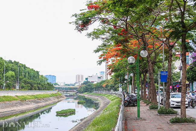 Dọc tuyến đường ven sông Tô Lịch bắt đầu từ phố Giáp Nhất, Nguyễn Khang, Quan Hoa kéo dài gần 6 km đang nhuộm đỏ rực sắc hoa phượng.