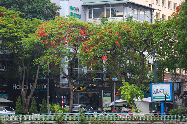 Hàng cây phượng dọc đường Láng, đường Nguyễn Ngọc Vũ.