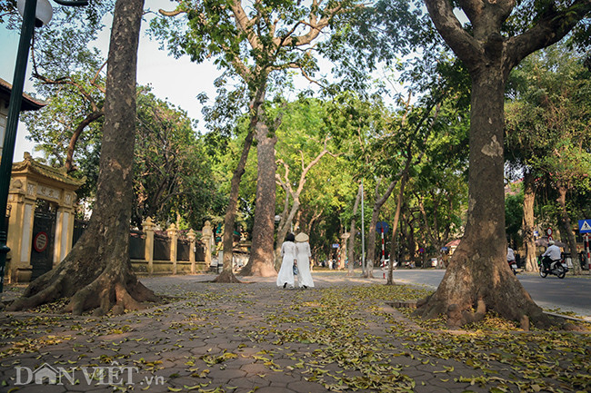 Con đường lá vàng Phan Đình Phùng dưới ánh hoàng hôn như hóa thành bức tranh nghệ thuật, dễ gợi cho người ta những hoài niệm