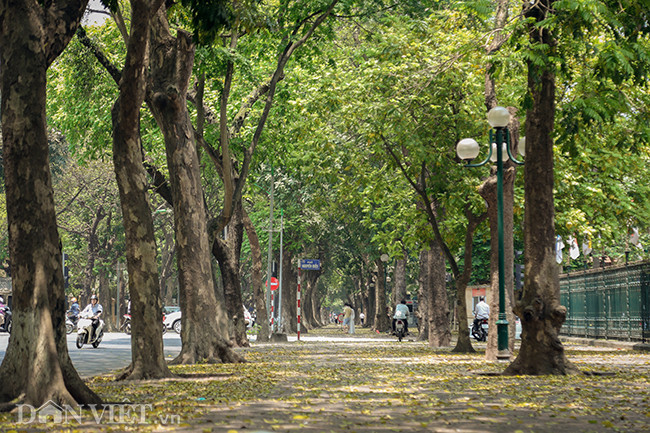 Ở Hà Nội có rất nhiều cung đường đẹp nổi tiếng mùa lá vàng, nhưng ấn tượng và để lại nhiều cảm xúc nhất có lẽ là đường Phan Đình Phùng, là một trong những con đường được mệnh danh là lãng mạn nhất Thủ đô.
