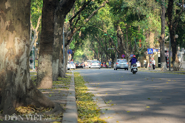Giữa tháng tư, đi qua đường Phan Đình Phùng là đã thấy lá vàng rụng đầy hai bên vỉa hè, tràn xuống cả lề đường.