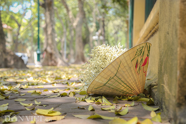 Chiếc nón lá cùng bó hoa ly hay hoa nhí là những "phụ kiện" được nhiều người lựa chọn khi chụp ảnh áo dài trên đường Phan Đình Phùng vì dễ khiến người ta liên tưởng đến hình ảnh người con gái Hà Nội xưa dịu dàng, thướt tha.