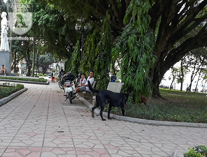 Sau đó, nó được chủ xích vào chân ghế đá, sủa ầm ĩ