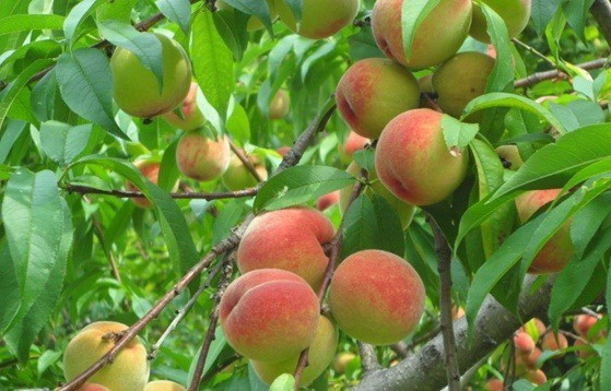 Quả đào rất giàu vitamin C, vitamin A, chất xơ và cả kali. Do đó, bạn cần tránh ăn đào kể cả tươi hay khô trong chế độ ăn kiêng cho bệnh thận. Ảnh: znews.