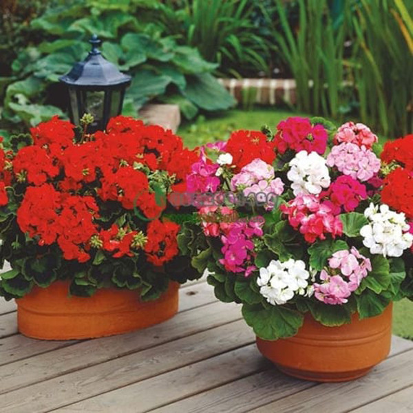 Phong lữ thảo rất hợp để đặt trong phòng ngủ. Hương sắc loại hoa này vừa mang tới không gian sống lãng mạn, vừa giúp đuổi muỗi hiệu quả.