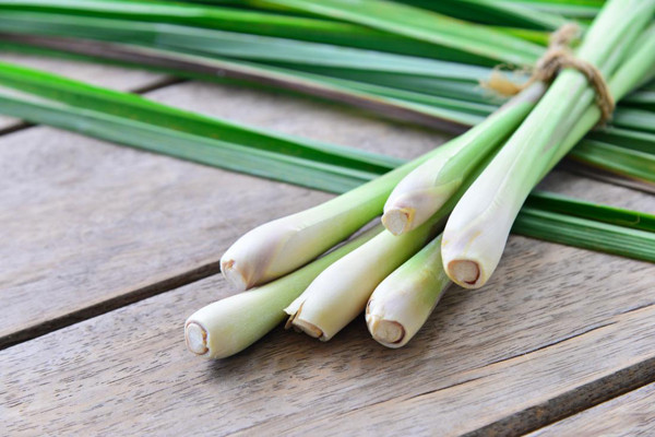 Sả phát triển tốt nhất ở vùng khí hậu ấm áp, nhiều nắng. Nếu trồng trong chậu, bạn nên chọn đất thịt pha cát tơi xốp, màu mỡ, đảm bảo chậu có khả năng thoát nước tốt.
