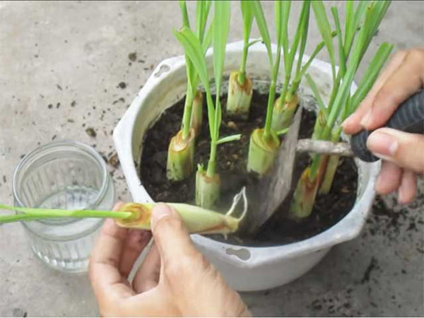 Kết quả nghiên cứu cho thấy, tinh dầu sả có đặc tính kháng khuẩn và kháng nấm ấn tượng. Đồng thời, nó có thể đẩy lùi tất cả các loại côn trùng. Cơ quan Bảo vệ Môi trường Mỹ tin rằng, sả là một loại thuốc trừ sâu sinh học, có thể đối phó với côn trùng có hại như muỗi theo một "phương thức hoạt động không độc hại" tự nhiên.