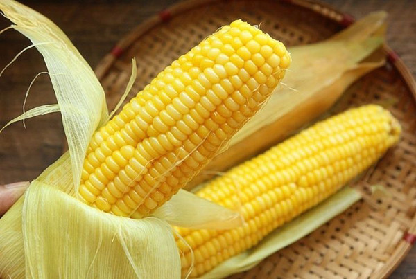 Ăn ngô với lượng hợp lý góp phần tăng cường nhu động ruột, thúc đẩy quá trình tiêu hóa và hấp thụ thức ăn. Làm được điều này là nhờ hàm lượng chất xơ phong phú. Nó cũng rất tốt cho việc phòng ngừa và điều trị chứng táo bón.