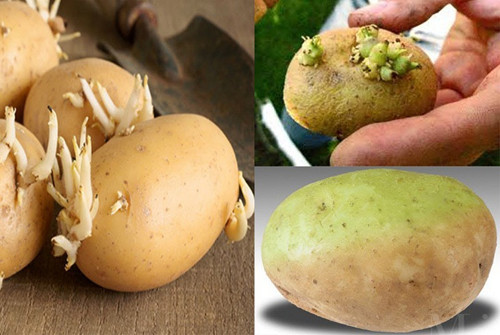 Ăn khoai tây mọc mầm, trường hợp nhẹ sẽ gây ra các vấn đề ở đường tiêu hóa như đau bụng, nôn mửa và tiêu chảy. Nghiêm trọng hơn, người dùng sẽ gặp các vấn đề về thần kinh, mê sảng, tiêu chảy, sốt, ảo giác, đau đầu, sốc, hạ thân nhiệt, đau bụng, nôn,...
