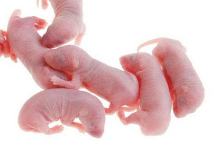 Tiếng hét đau đớn tiếp tục được cất lên khi người ta nhúng chúng xuống bát nước sốt ăn kèm.