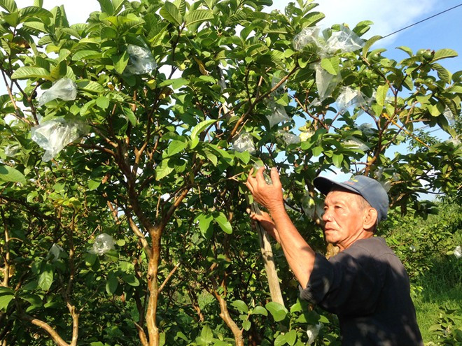 3 địa phương có diện tích trồng ổi khá lớn ở miền Tây là Đồng Tháp, Tiền Giang và Sóc Trăng đang đối mặt với tình cảnh quả đến ngày thu hoạch mà không bán được vì giá ổi rớt thảm hại, người mua hiếm.