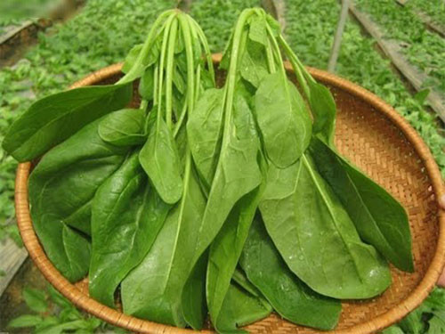 Bạn cũng có thể mua sẵn 3 - 5 loại rau xanh như rau ngót, rau bí, rau muống… để ở nơi khô ráo. Lưu ý khi mua nên chọn rau còn nguyên độ xanh non, mọng nước, thân rau không có nhớt, lá rau không bị mềm và cuống lá rau phải cứng và xanh.