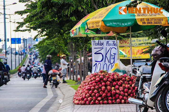 Cũng theo anh Hiệp, hiện tại giá thanh long tại vườn ở Bình Thuận được bán với giá từ 500 - 3.000 đồng/kg với loại thường. Riêng loại xuất khẩu được bán với giá từ 4.000 - 7.000 đồng.