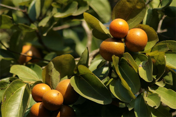 Hạt loại quả này có chứa strychnin, brucin – là hai loại chất độc, trong đó, strychnin là chất độc bảng A. Brucin không mạnh bằng strychnin.