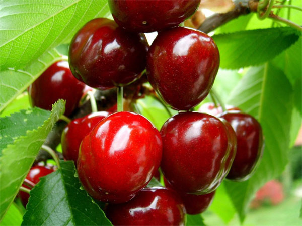 Anh đào. Quả anh đào rất được nhiều người yêu thích và sử dụng rộng rãi trong nấu ăn, sản xuất rượu, hoặc ăn sống. Loại quả này được biết đến là “anh em” với họ mận, mơ, đào. Tuy nhiên, ít người biết rằng hạt anh đào có chứa hợp chất độc nguy hiểm hydrogen cyanide. Tử vong do ăn anh đào rất hiếm nhưng chúng ta tuyệt đối không được nuốt hoặc nhai hạt của chúng.