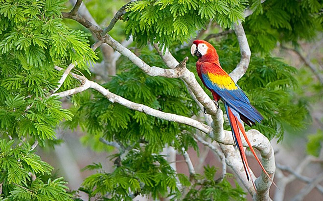 Loài vẹt Macaw được săn lùng ở nhiều quốc gia trên thế giới vì chúng có sắc màu rực rỡ và “biệt tài” bắt chước. Tuy nhiên, loài vật này hiện nay đã bị cấm buôn bán và được bảo tồn trong môi trường sống tự nhiên.