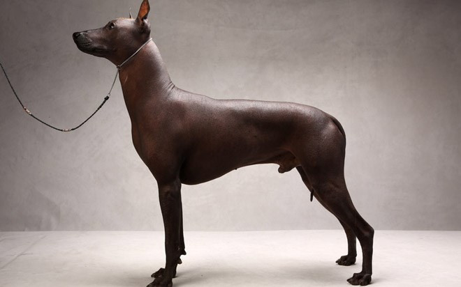 Chihuahuas và Xoloitzcuintli là 2 giống chó phổ biến nhất Mexico và các nước châu Mỹ La Tinh. Loài chó này rất đặc biệt vì thân mình nhẵn nhụi, không có lông phủ ngoài.