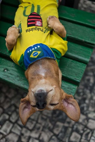 Người Brazil rất thích nuôi cún cưng trong nhà. Chính vì vậy, Brazil cấp hẳn hộ chiếu cho chó (Passport Pet) khi đi kèm với du khách vào nước này.