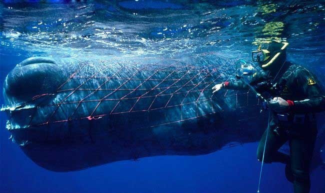 Tuổi đời của cá nhà táng đạt 70 năm hoặc hơn. Loài vật này gần như không có kẻ thù trong tự nhiên. Tuy nhiên, một đàn cá voi sát thủ có thể hợp sức trong việc dìm chết một con cá voi con để ăn thịt. Thông thường, cá nhà táng chỉ đẻ một con/lứa. Chúng mang thai khoảng 14 – 16 tháng và nuôi con trong nhiều năm tiếp theo. Cá nhà táng cái sinh con theo chu kỳ 6 – 10 năm/lần. Ảnh: Wikipedia.