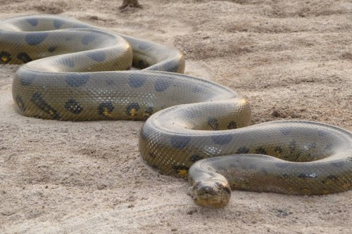 1. Rắn Anconda: Đây là loài rắn có kích thước rất lớn. Loài rắn nguy hiểm này có thể nặng đến 600 kg và có thể tiêu hóa một người trưởng thành chỉ trong vòng từ 3-5 ngày.