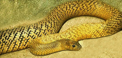 2. Rắn Taipan: Nọc độc của một trong những loài rắn nguy hiểm nhất thế giới này đủ để giết 10.000 con lợn một lúc. Có nhiều người đã bị loài rắn độc này tấn công và mặc dù may mắn thoát khỏi cái chết nhưng họ vẫn bị tê liệt trong nhiều tháng.