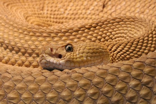 7. Rắn Vipers: Vết cắn của rắn Vipers sẽ làm nạn nhân tê liệt, suy tim đột ngột và xuất huyết não. Loài rắn này thường sống ở Úc, New Zealand và Hàn Quốc.